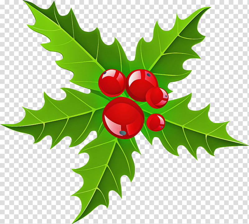 Holly, Leaf, Plant, Flower, Tree, American Holly, Chinese Hawthorn, Woody Plant transparent background PNG clipart