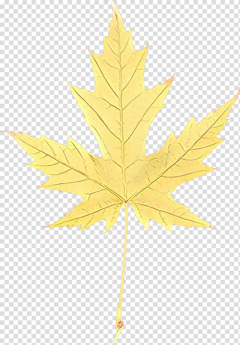 Maple leaf, Tree, Yellow, Plant, Woody Plant, Plane, Black Maple, Planetree Family transparent background PNG clipart