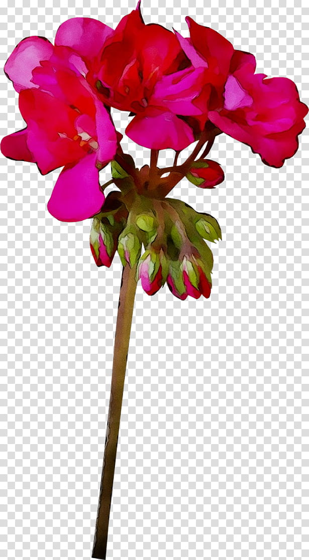 Floral Flower, Cyclamen, Cut Flowers, Floral Design, Plant Stem, Moth Orchids, Pink M, Violet transparent background PNG clipart