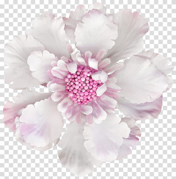 Flowers, Khobi, Peony, Russia, Cut Flowers, Yandex, Diary, Petal transparent background PNG clipart