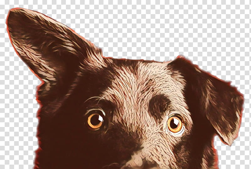 Border Collie, Dog, Puppy, Companion Dog, Snout, Breed, Ear, Razas Nativas Vulnerables transparent background PNG clipart