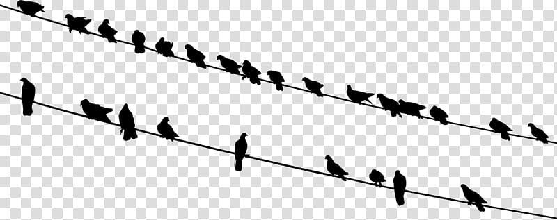 Bird Line Drawing, Silhouette, Pigeons And Doves, James Martin, Music, Beatport, Text transparent background PNG clipart