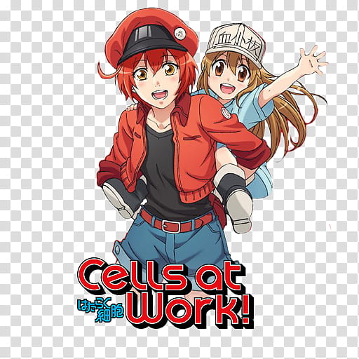 Hataraku saibou, cells at work!