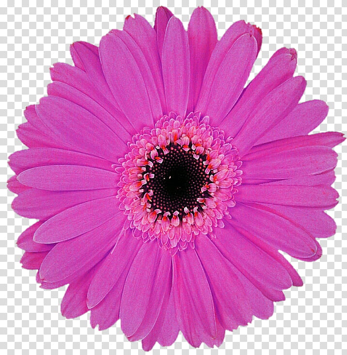 Dark Pink Gerbera Daisy transparent background PNG clipart