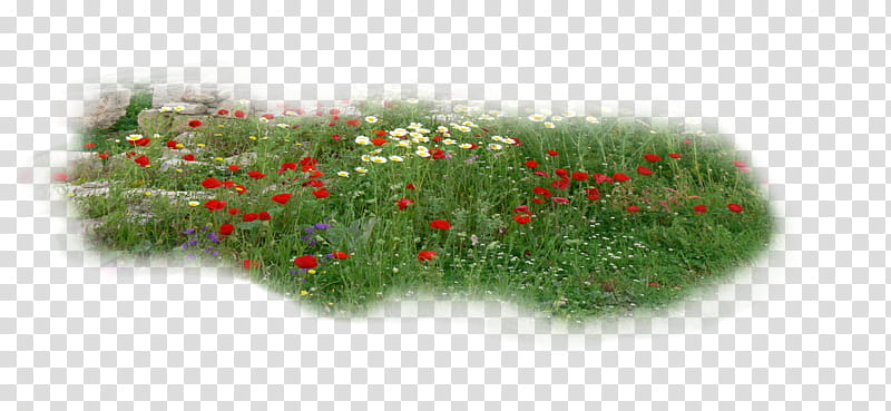 Five nature scenes grasses , bed of red flowers transparent background PNG clipart