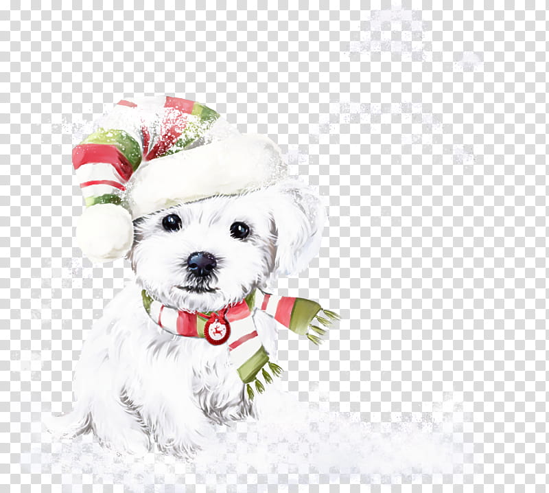 dog white maltese bichon bichon frisé, Puppy, West Highland White Terrier, Puppy Love, Dog Clothes, Companion Dog, Dog Collar, Bolognese transparent background PNG clipart