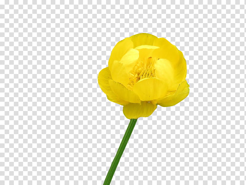 , yellow buttercup flower in bloom transparent background PNG clipart