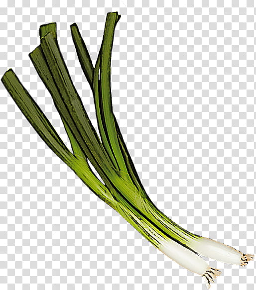 vegetable welsh onion plant leek calçot, Scallion, Chives, Food, Allium, Grass, Plant Stem, Garlic transparent background PNG clipart