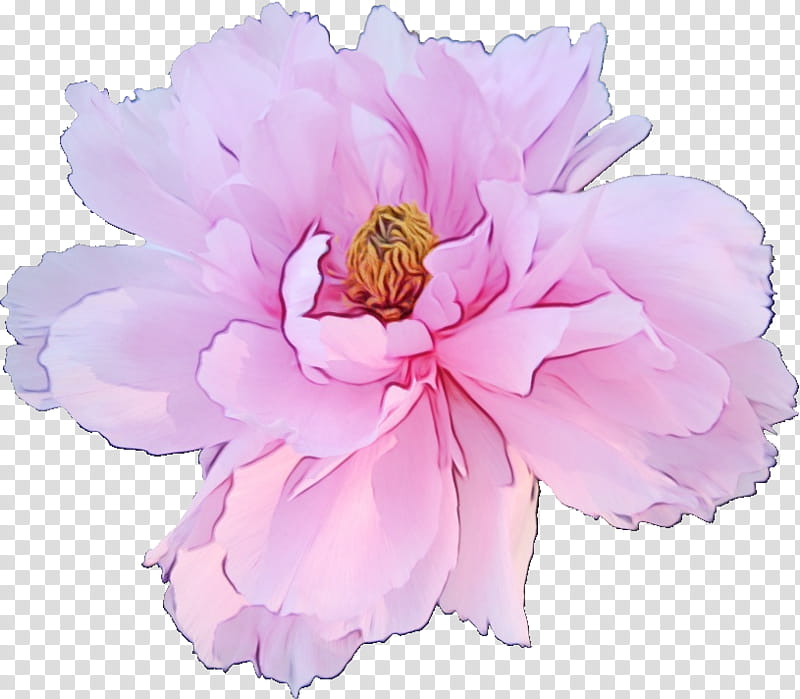 flower pink petal plant common peony, Watercolor, Paint, Wet Ink, Cut Flowers, Chinese Peony transparent background PNG clipart