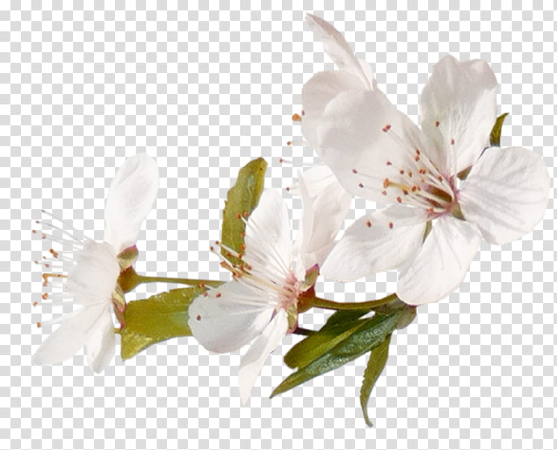 Cherry Blossom Tree Drawing, Cerasus, Apple, Peach, Apples, Twig, Fruit Tree, Cherry Plum transparent background PNG clipart
