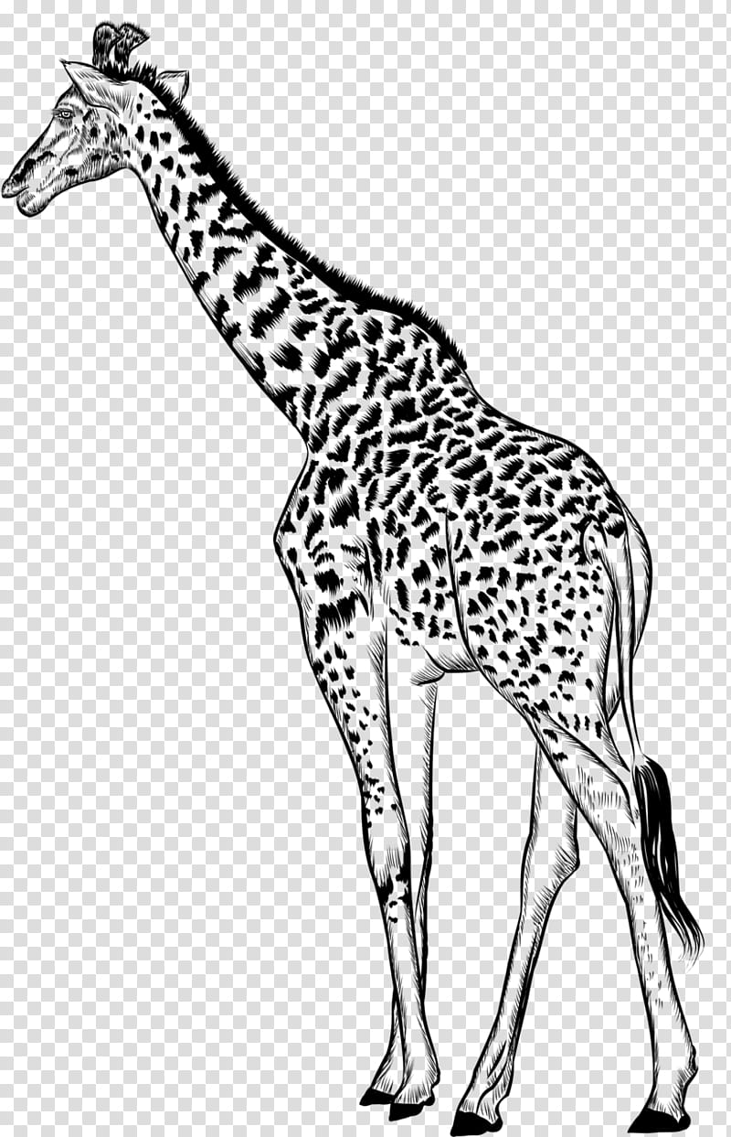 Book Black And White, Giraffe, Black White M, Neck, Tree, Animal, Giraffidae, Wildlife transparent background PNG clipart