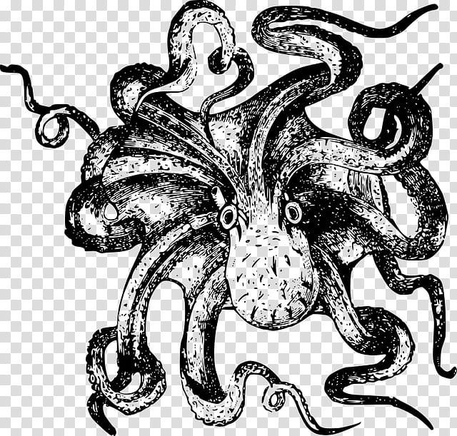 Octopus, Sea Monster, Drawing, Line Art, Kraken, Giant Pacific Octopus, Coloring Book, Blackandwhite transparent background PNG clipart