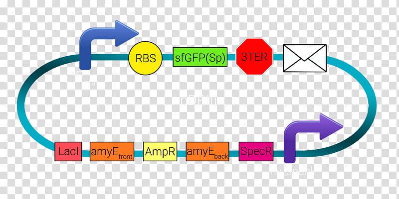 Circle Design, Plasmid, Logo, Biobrick, International Genetically Engineered Machine, Diagram, Technology, Text transparent background PNG clipart