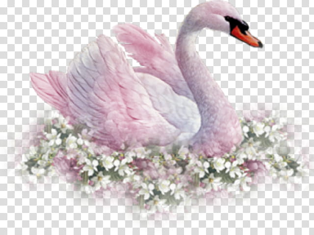 Bird, Mute Swan, Drawing, Painting, Cygnini, Water Bird, Ducks Geese And Swans, Pink transparent background PNG clipart