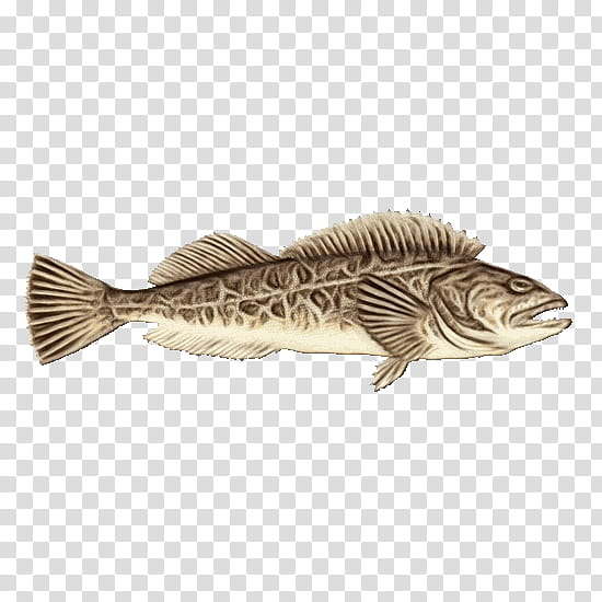 fish fish bass striper bass northern largemouth bass, Watercolor, Paint, Wet Ink transparent background PNG clipart