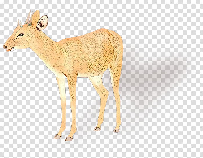 Animal, Whitetailed Deer, Moschus, Antler, Antelope, Wildlife, Roe Deer, Musk Deer transparent background PNG clipart