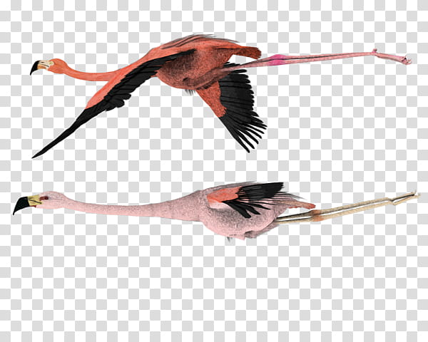 Pink Flamingo, Bird, Flight, Bird Flight, Feather, Wing Clipping, Beak, Water Bird transparent background PNG clipart
