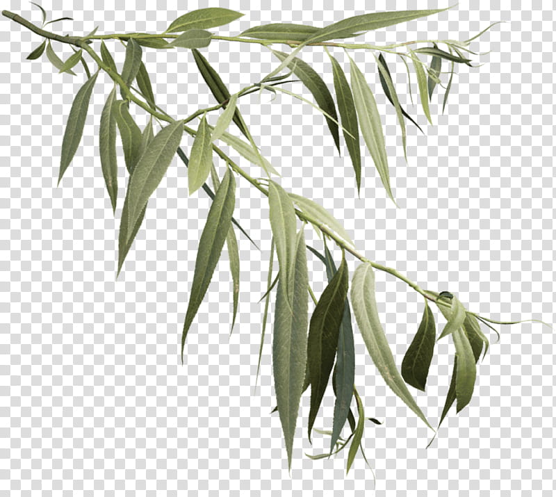 Weeping Willow Tree Drawing, White Willow, Branch, Daphne Willow, Bark, Leaf, Salix Matsudana, Twig transparent background PNG clipart