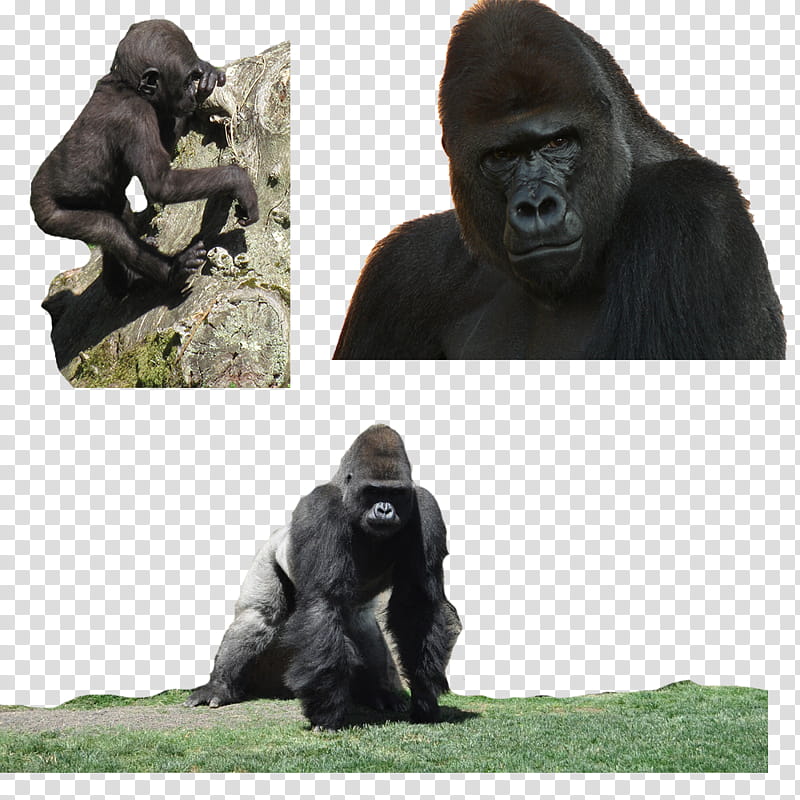 Gorilla , black primal ape collage transparent background PNG clipart