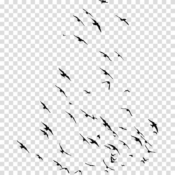 flock white bird bird migration text, Animal Migration, Line, Blackandwhite transparent background PNG clipart
