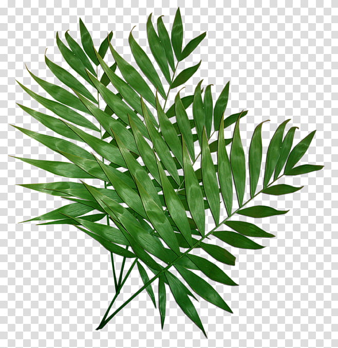 Palm Tree Leaves, Palm Trees, Leaf, Trees And Leaves, BORDERS AND FRAMES, Branch, Palm Branch, Plants transparent background PNG clipart