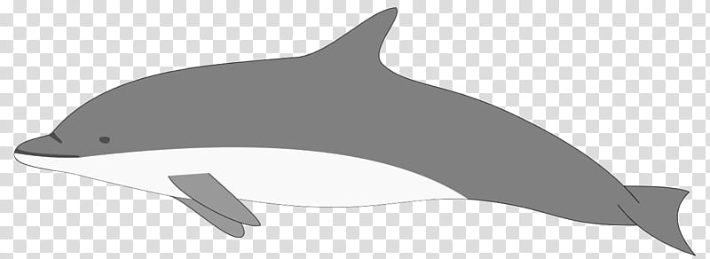 Whale, Shortbeaked Common Dolphin, Whitebeaked Dolphin, Roughtoothed Dolphin, Porpoise, Rissos Dolphin, Northern Bottlenose Whale, Longbeaked Common Dolphin transparent background PNG clipart