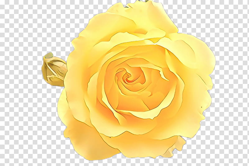 Garden roses, Yellow, Julia Child Rose, Flower, Floribunda, Rose Family, Petal, Orange transparent background PNG clipart