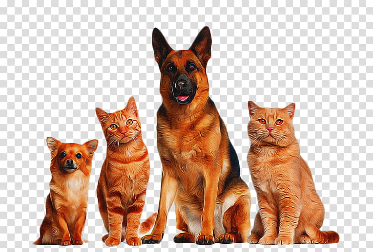 dog german shepherd dog cat king shepherd transparent background PNG clipart