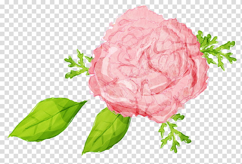 Watercolor Pink Flowers, Watercolor Painting, Garden Roses, Cut Flowers, Rosa Centifolia, Plant, Rose Family, Petal transparent background PNG clipart