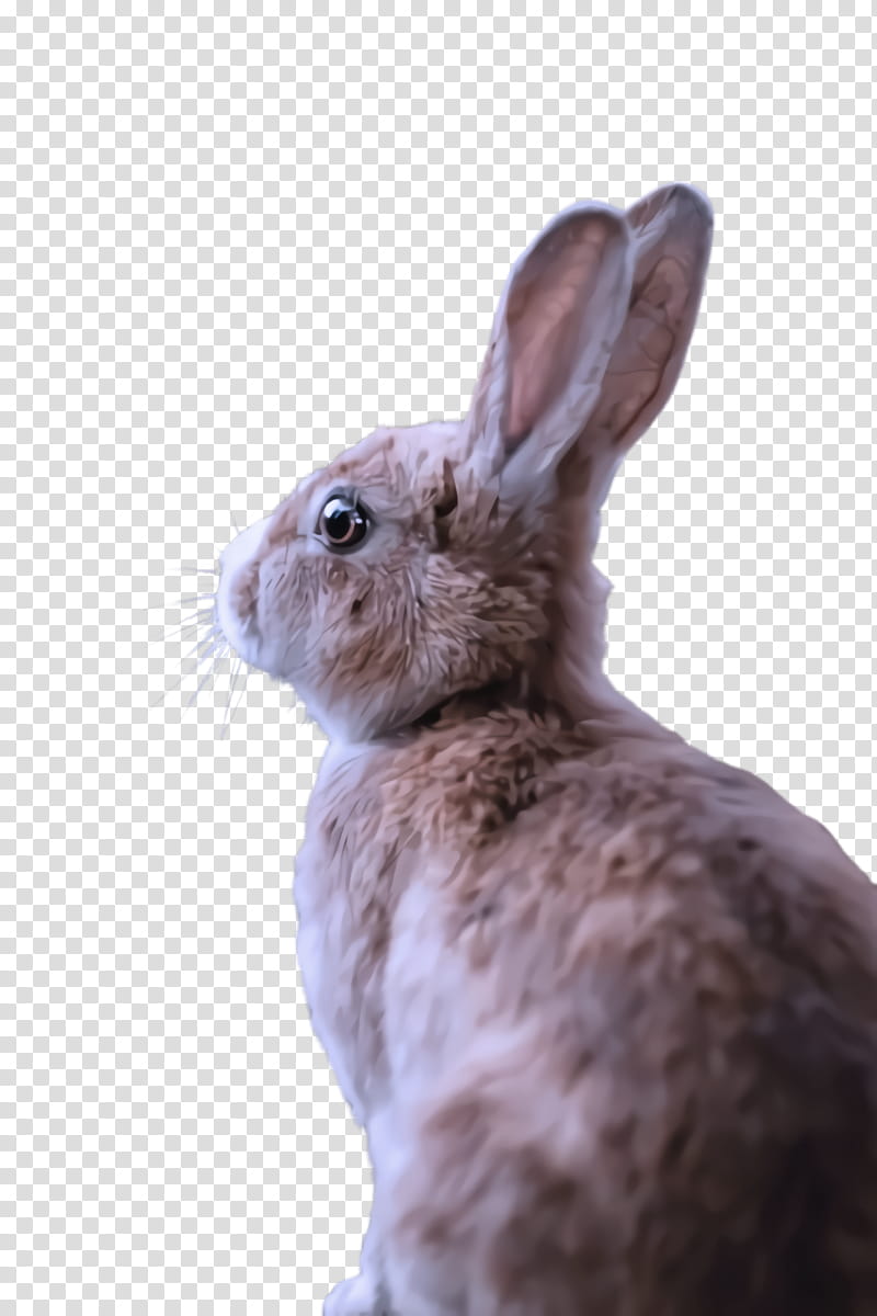 rabbit rabbits and hares mountain cottontail hare snowshoe hare, Ear, Snout transparent background PNG clipart