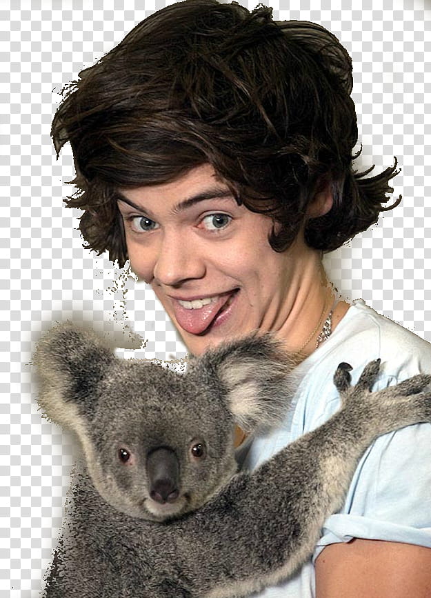 man hugging koala bear transparent background PNG clipart