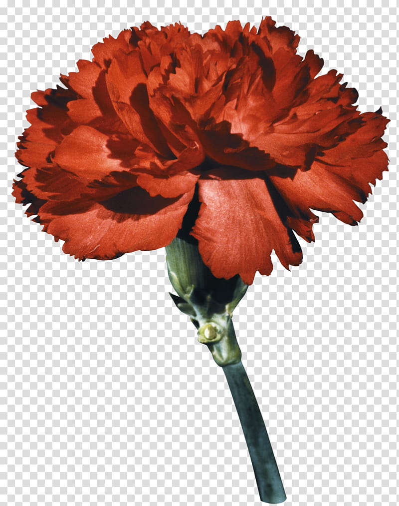 Flowers, Carnation, Blume, Cut Flowers, Peduncle, Floral Design, Transvaal Daisy, Red transparent background PNG clipart