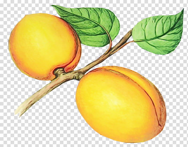 european plum fruit plant yellow food, Watercolor, Paint, Wet Ink, Tree, Leaf, Yellow Plum, Peach transparent background PNG clipart