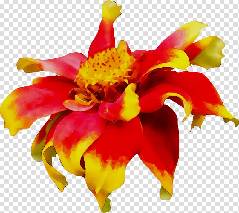 Flowers, Floral Design, Cut Flowers, Canna, Daylily, Petal, Yellow, Red transparent background PNG clipart