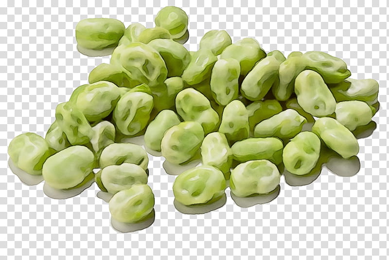 food plant broad bean vegetable ingredient, Watercolor, Paint, Wet Ink, Fruit, Parkia Speciosa, Lima Bean transparent background PNG clipart