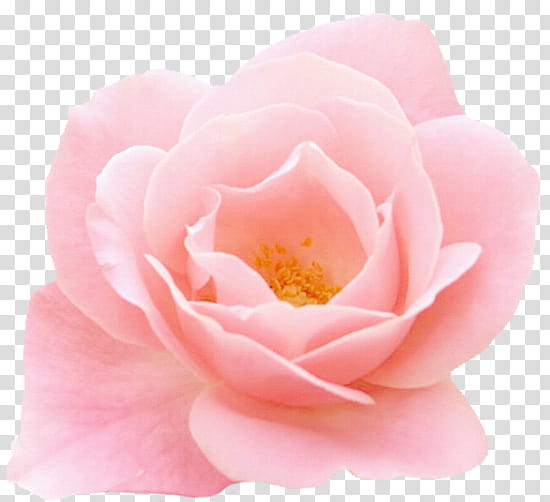 Pink Flower, Garden Roses, Floribunda, Cabbage Rose, Cartoon, Rose Family, Petal, Rosa Centifolia transparent background PNG clipart