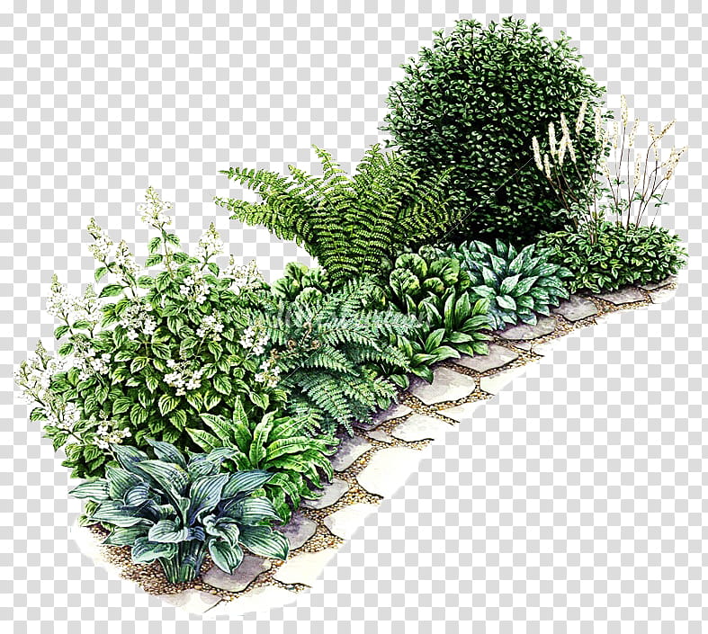 My Garden s, green and white leafed plants art transparent background PNG clipart