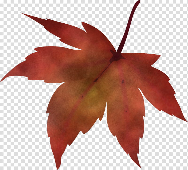 maple leaf fallen leaf dead leaf, Autumn Leaf, Tree, Plant, Sweet Gum, Woody Plant, Flower, Plane transparent background PNG clipart