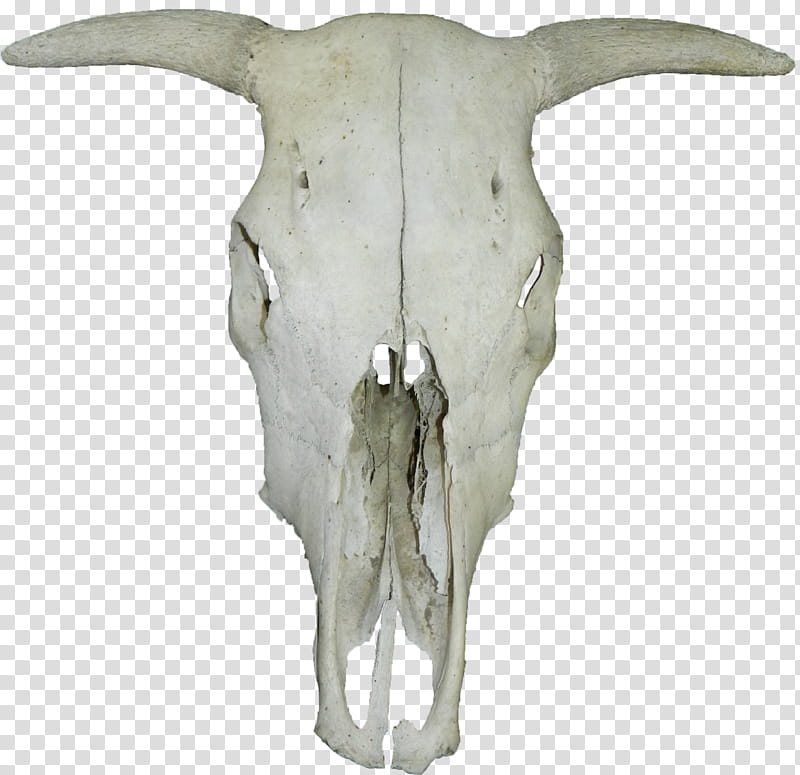 Skull  HB, animal skull transparent background PNG clipart