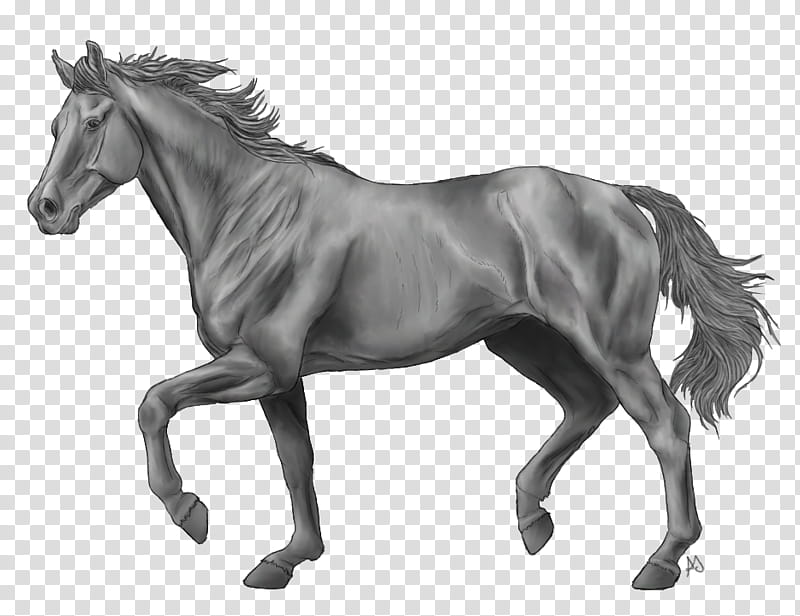 Horse, Thoroughbred, Andalusian Horse, American Paint Horse, Howrse, Stallion, Arabian Horse, Belgian Horse transparent background PNG clipart