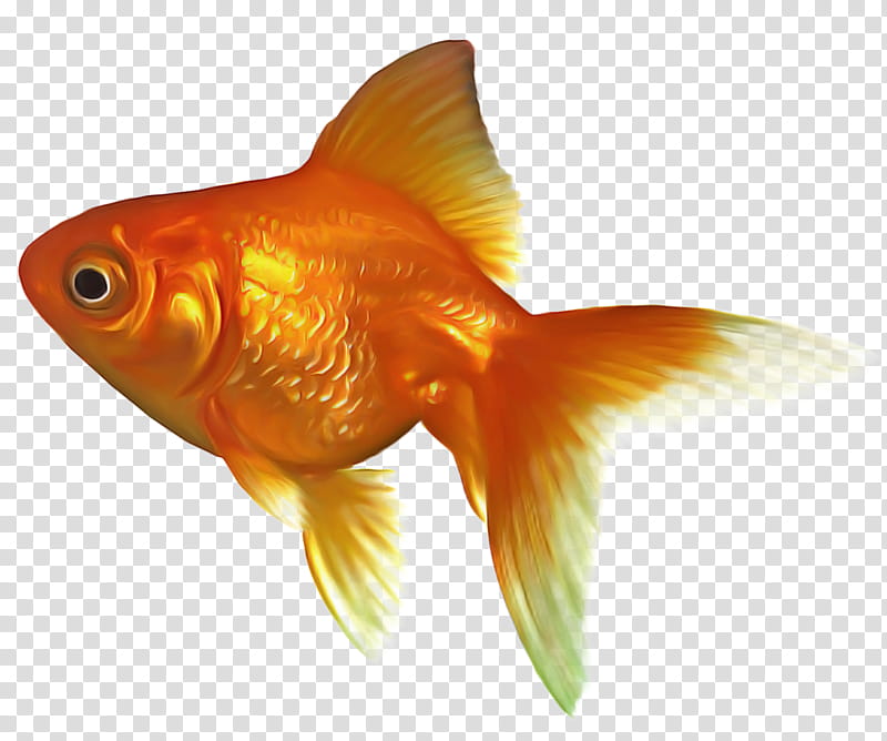 Fish, Telescope, Ryukin, Common Goldfish, Black Telescope, Comet, Fantail, Koi transparent background PNG clipart