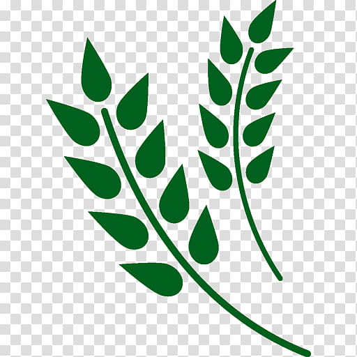 Green wheat transparent background PNG cliparts free download