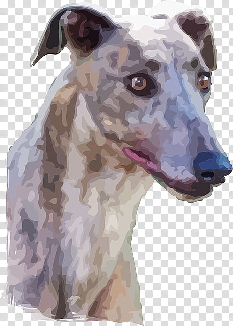 Dog Drawing, Lurcher, Greyhound, Spanish Greyhound, Whippet, Polish Greyhound, Portrait, Watercolor Painting transparent background PNG clipart