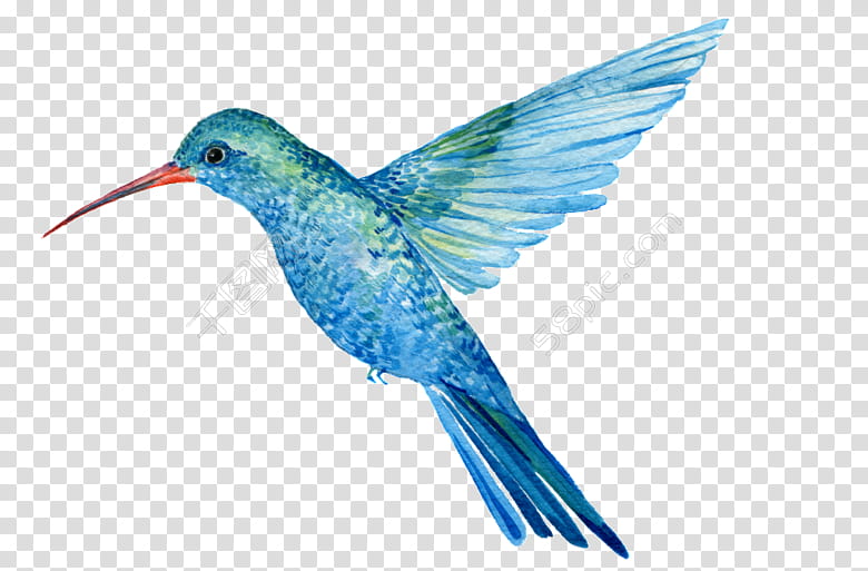 blue hummingbird drawing