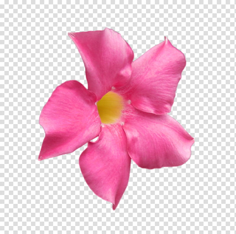 Hawaiian Flowers, pink flower transparent background PNG clipart