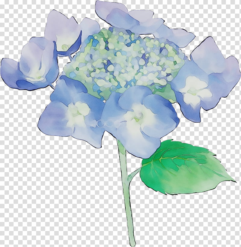 Sweet Pea Flower, Hydrangea, Floral Design, Cut Flowers, Plant Stem, Artificial Flower, Plants, Hydrangeaceae transparent background PNG clipart