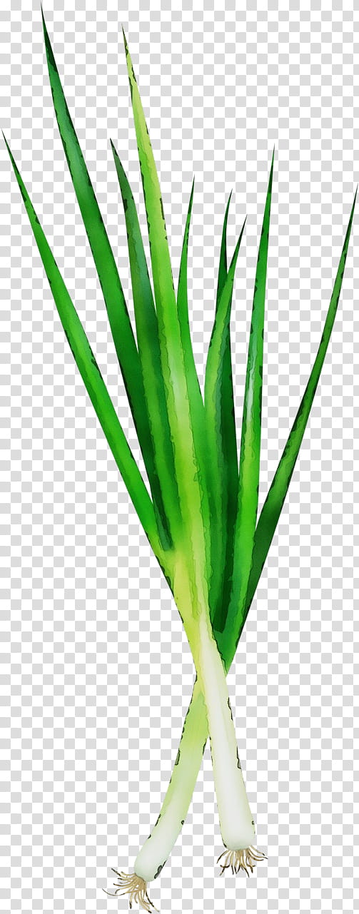 plant green leaf vegetable grass, Watercolor, Paint, Wet Ink, Chives, Grass Family, Plant Stem transparent background PNG clipart
