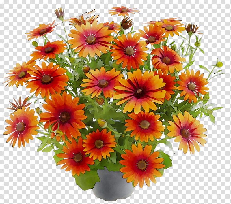 Flowers, Chrysanthemum, Floral Design, Marguerite Daisy, Transvaal Daisy, Cut Flowers, Blanket Flowers, Artificial Flower transparent background PNG clipart