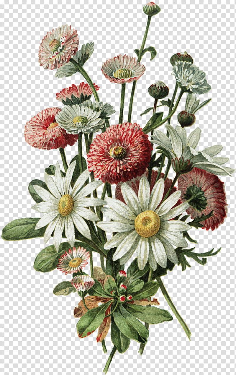 Bouquet Of Flowers Drawing, Drawing Flowers, Painting, Watercolor Painting, Alois Lunzer, Plant, Cut Flowers, Gerbera transparent background PNG clipart