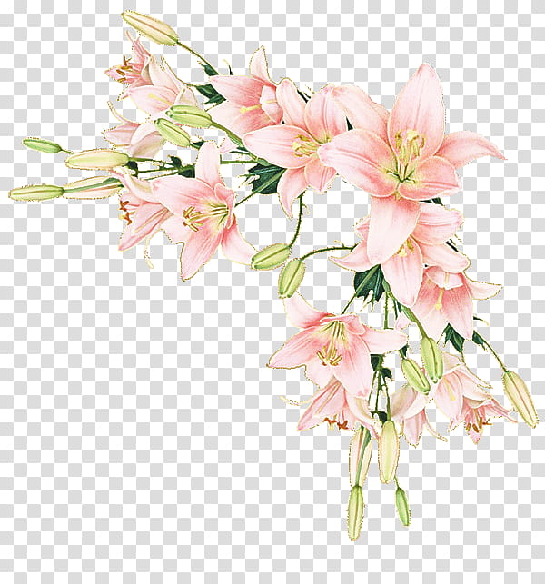 flower flowering plant plant pink cut flowers, Petal, Lily, Peruvian Lily, Bouquet, Blossom transparent background PNG clipart